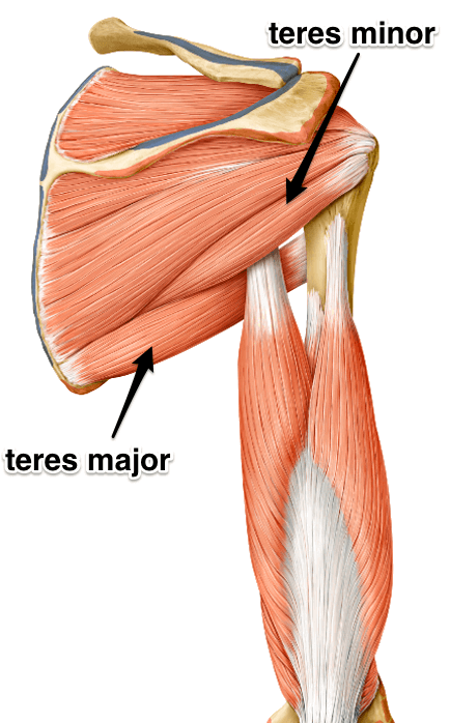 <p><strong>origin:</strong> lateral border of scapula</p><p><strong>insertion:</strong> greater tubercle of humerus</p><p><strong>innervation:</strong> axillary nerve</p><p><strong>actions:</strong> lateral (upward) rotation of arm, stabilizes humerus</p>