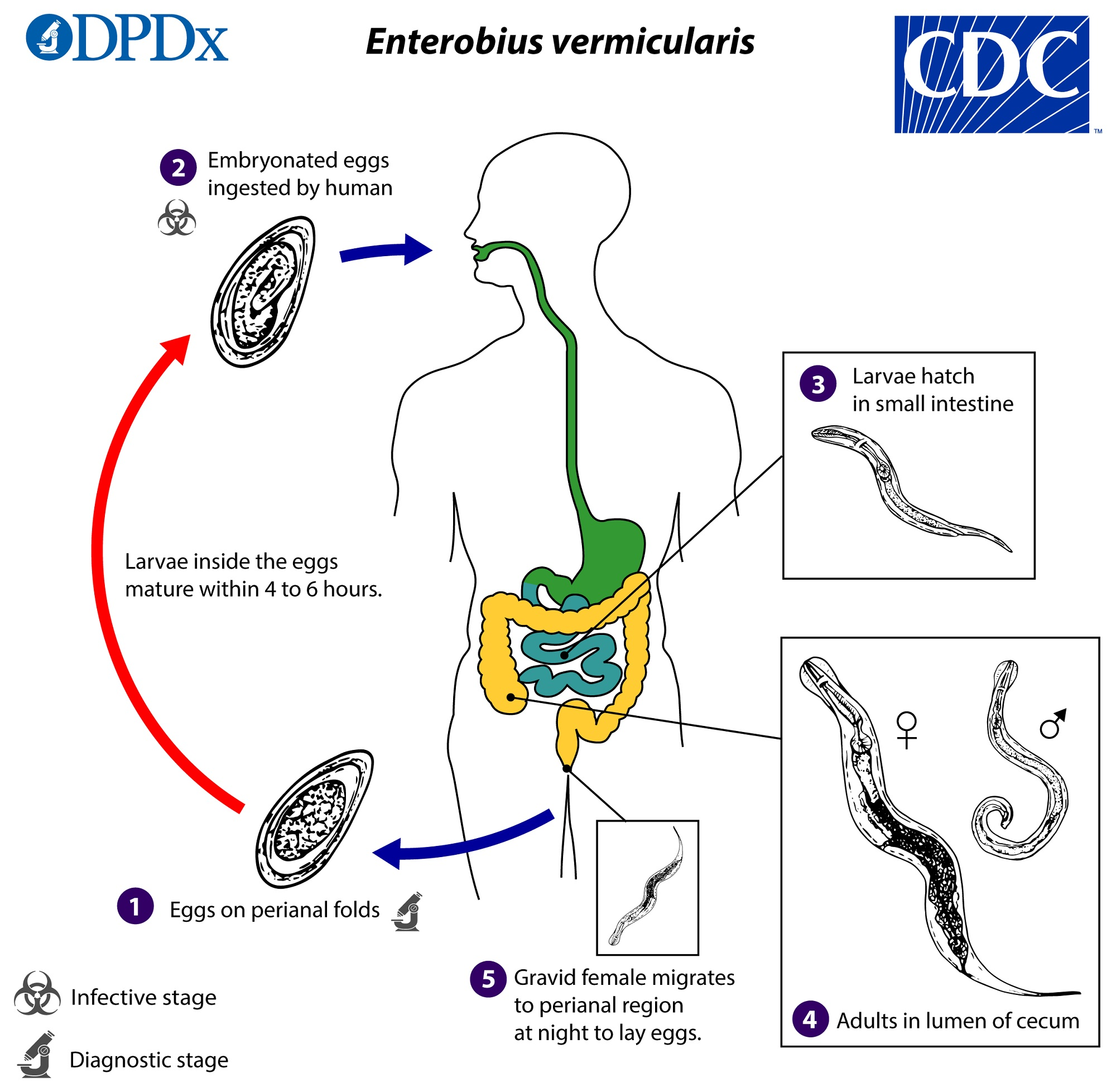 <ul><li><p>nespavost, únava, nechutenství, při průniku do slepého střeva appendicitida </p></li><li><p>přenos pomocí L1 - autoinfekce, sdílení ručníků a prádla</p></li><li><p><em>vajíčka v noci nakladena do perianálních řas =&gt; po asi 5 hod <u>L1</u> =&gt; </em></p><ul><li><p><em>=&gt; autoinfekce </em></p></li><li><p>=&gt; přenos na jiného člověka</p></li></ul></li><li><p><em>=&gt; polknutí =&gt; uvolnění L1 v tenkém střevě =&gt; dospělec v tlustém střevě</em></p></li></ul><p></p>
