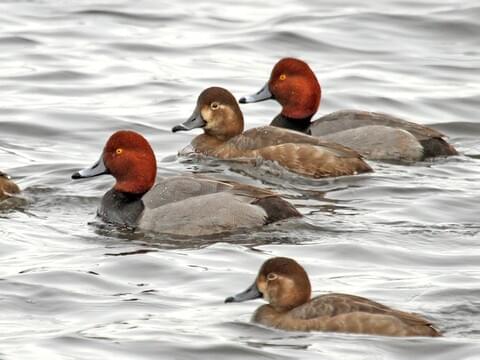 <p>What bird is this?</p>