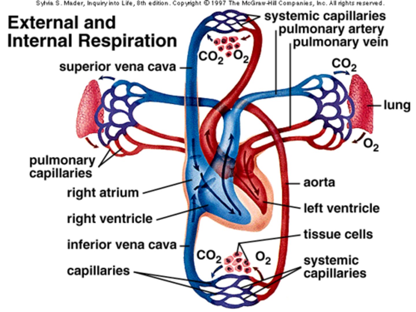 <p>the exchange of gases within the cells of the blood and tissues</p>