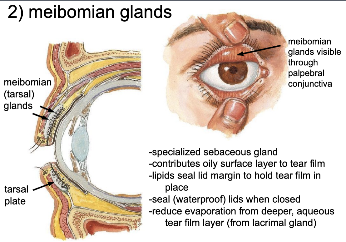 <p>meibomian glands</p>