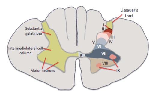 -roman numerals 
-dorsal parts numbered the lowest and work their way up in ventral regions 
-from I-X (1-10)
-don't need to memorize