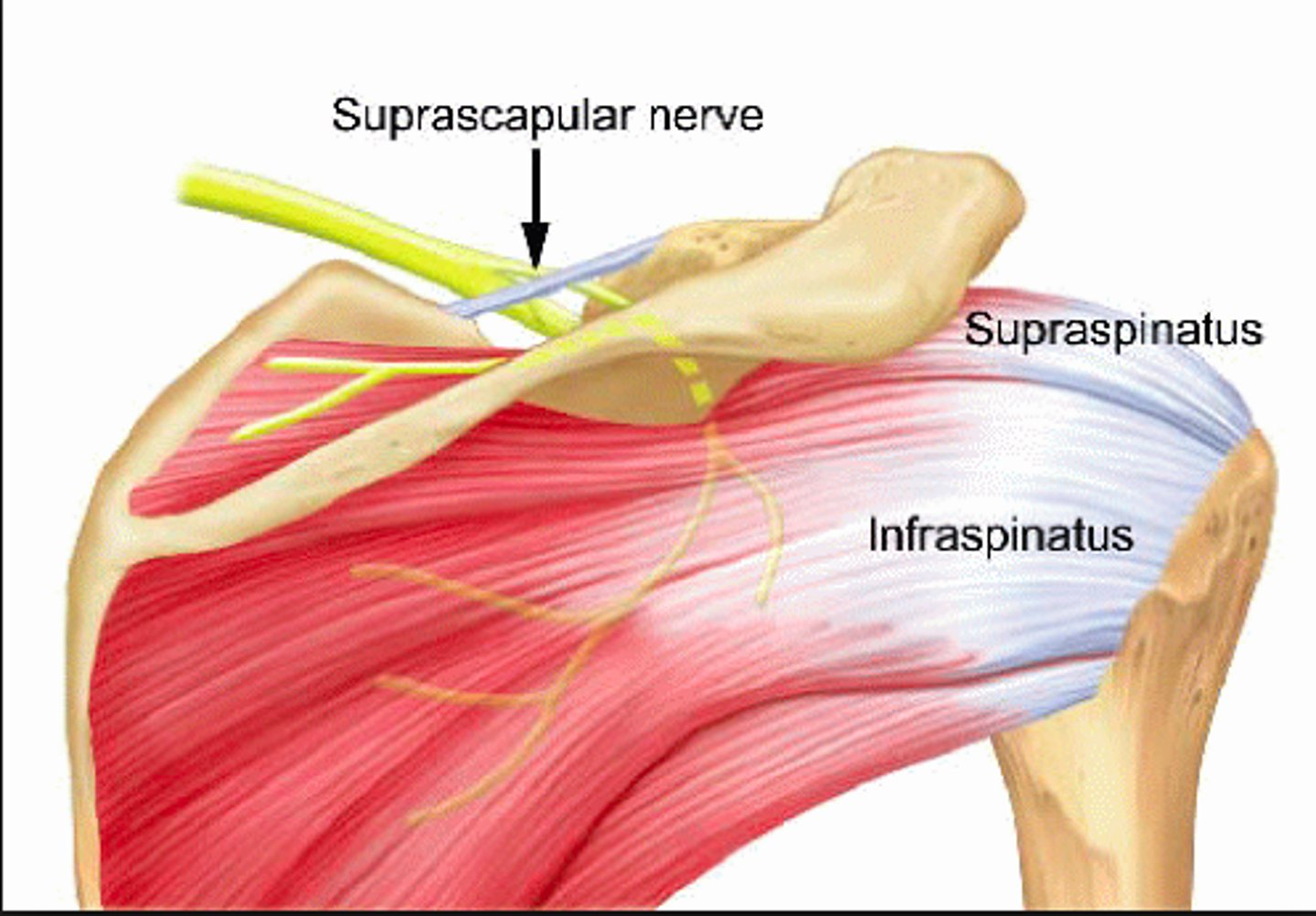 <p>suprascapular nerve</p>