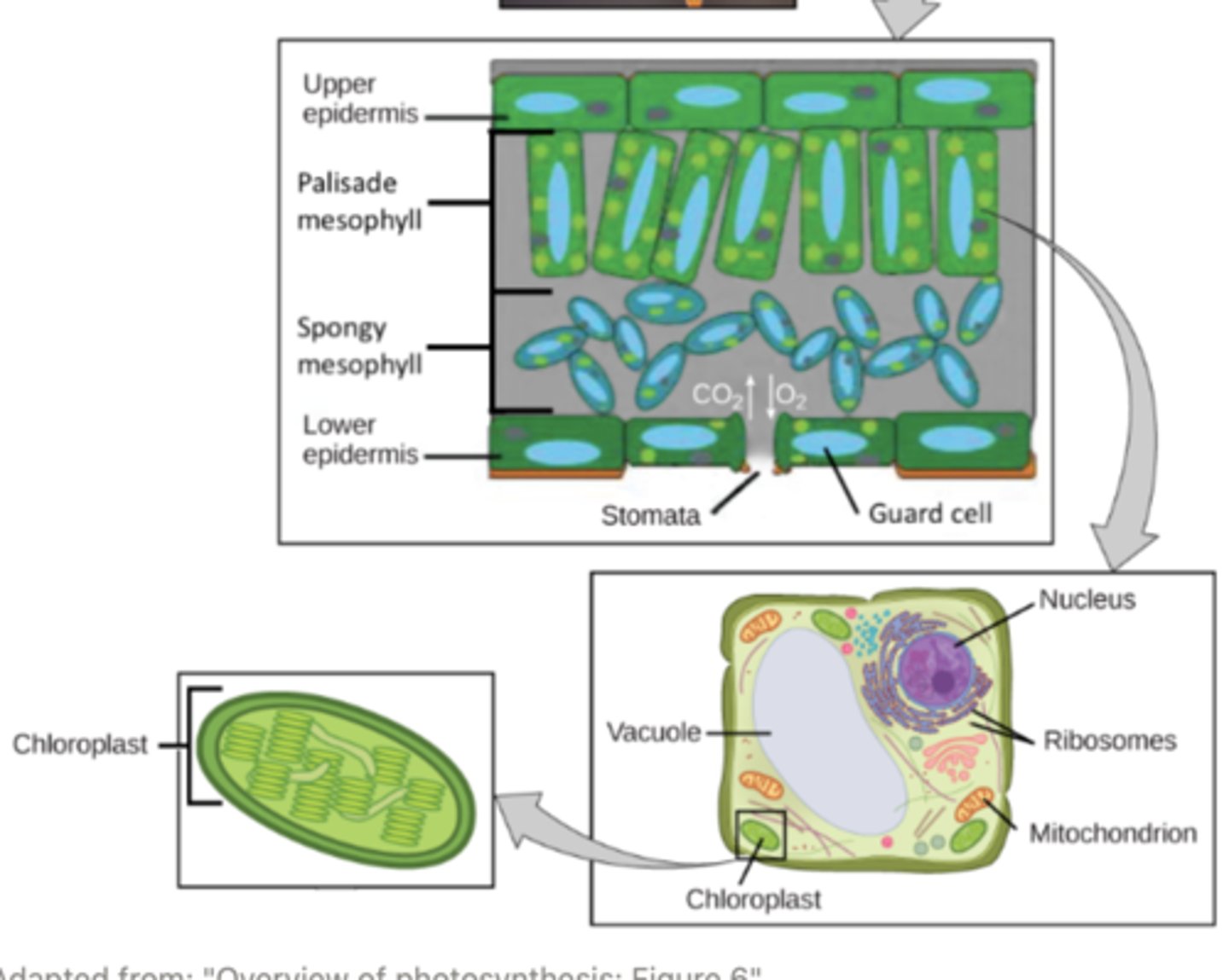 <p>chloroplasts; upper epidermis</p>