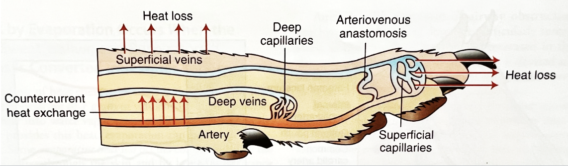 <p><strong>warm blood</strong></p><ul><li><p>sympathetic system</p></li><li><p><strong><u>Arteriovenous Anastomoses</u></strong></p><ul><li><p>direct connections between arteries and veins that shunt blood to superficial veins </p></li><li><p>shunting is important in regulating body temperature and occurs in areas like the skin of the hands and feet </p></li></ul></li></ul><p></p>