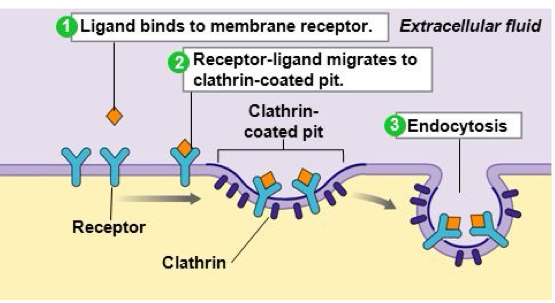 <p>•    Le ligand se lie au récepteur membranaire<br />
    •   Le complexe migre vers un « puit » tapissé de clathrine (clathrin-coated pit)<br />
    •   Formation d’une vésicule d’endocytose<br />
    •   L’endosome peut ensuite être recyclé ( revenir à la membrane) ou dégradé (par un lysosome)</p>