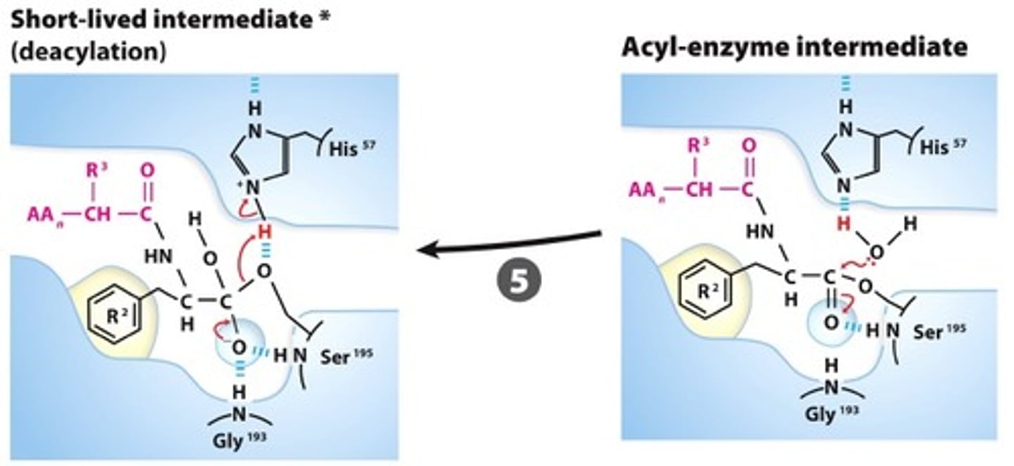 <p>DEACYLATION:The hydroxide attacks the acyl-Ser ester creating a 2nd tetrahedral intermediate that is stabilized in the oxyanion hole. </p>
