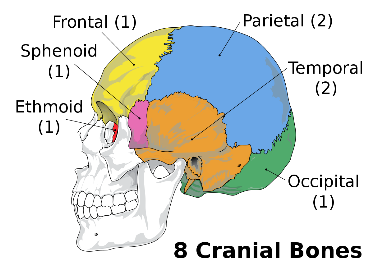 frontal 
temporal
occipital bone
parietal
