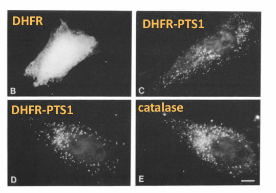 <p>Basis:</p><ul><li><p>Check is PTS1 sequence can for any protein into the peroxisome&nbsp;</p></li><li><p>Ex. DHFR</p><ul><li><p>Cytosolic protein&nbsp;</p></li><li><p>Wildtype: Normal without sequence</p></li><li><p>DHFR plus C-terminal luciferase&nbsp;</p></li></ul></li><li><p>Hypothesis: If PTS1 sequence is sufficient and added to DHFR, then it will be transported to the peroxisome</p></li></ul><p></p><p>Result:</p><ul><li><p>Image B: Wildtype DHFR localizes in cytosol </p></li><li><p>Image C: DHFR-PTSL is found in punctate pattern in cell </p></li><li><p>Image D + E: Co-localization of DHFR-PTS1 and catalase</p><ul><li><p>Indicates the' DHFR-PTS1 has moved to the peroxisomes </p></li></ul></li><li><p>Conclusion: Yes it is sufficient </p></li></ul><p></p>