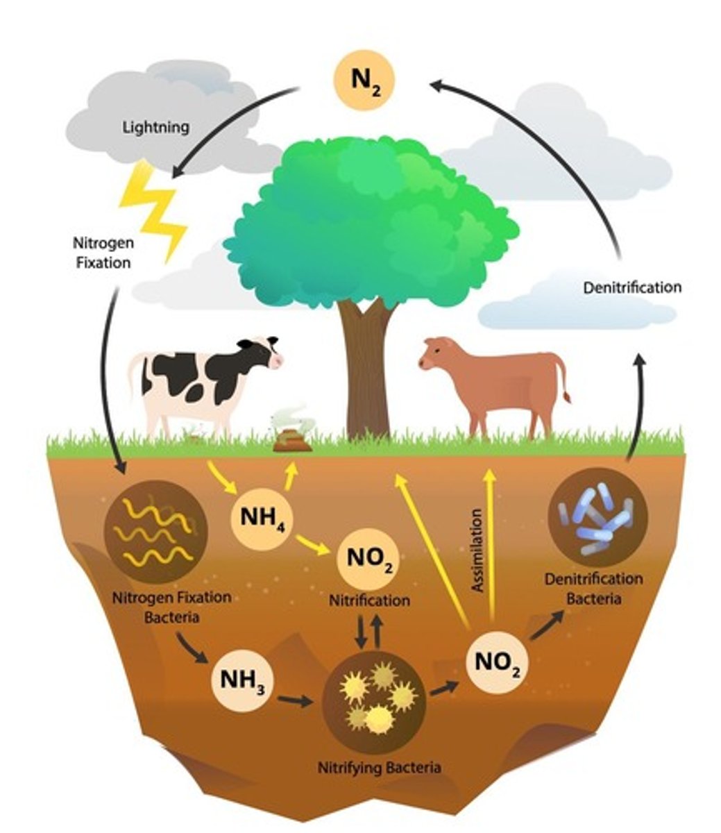 <p>Describes how nitrogen moves from the environment to living organisms and from living organisms back into the environment.</p>