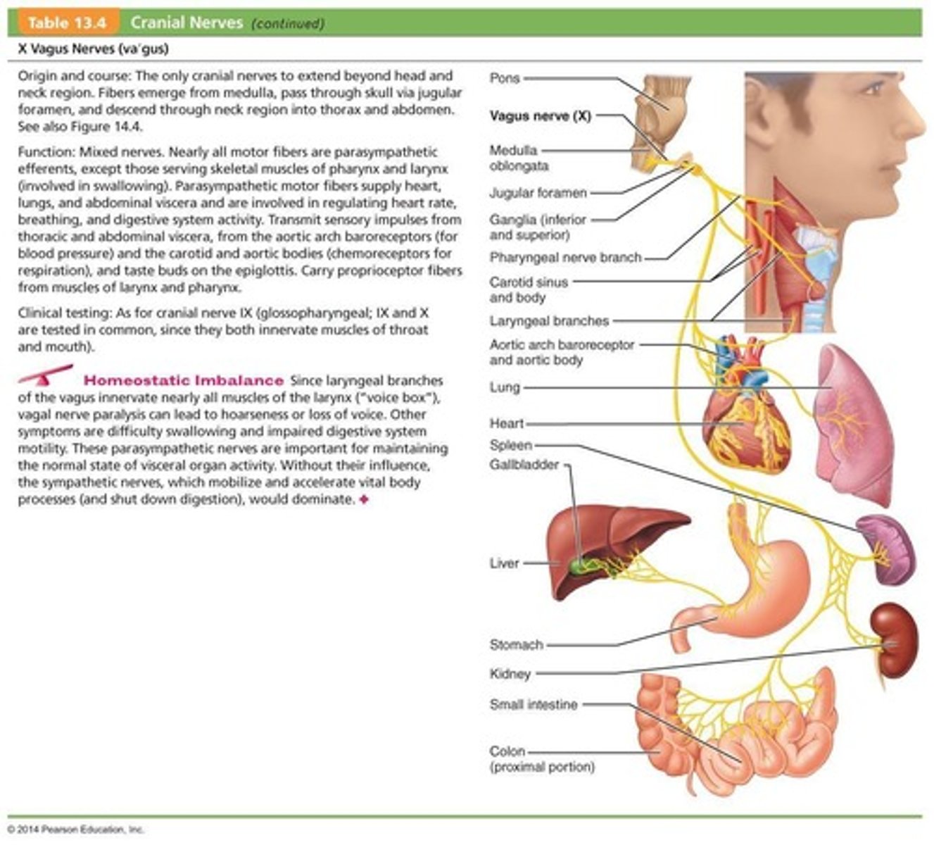 <p>Mixed function including autonomic control of the heart, lungs, and digestive tract.</p>