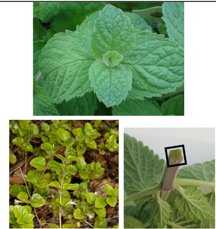 <p>Lamiaceae</p>