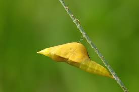 <p>pupa</p>
