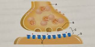 <p><span>(A and B forms this) transmit nerve signals from a neuron to another cell by releasing chemical messengers called neurotransmitters into the synaptic cleft</span></p>