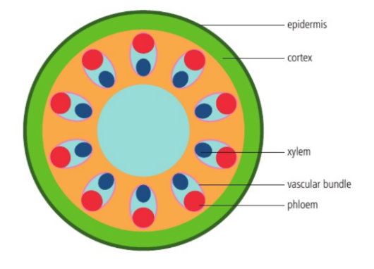 <p>Epidermis</p><p>Cortex</p><p>Xylem</p><p>Vascular bundle</p><p>Phloem</p>