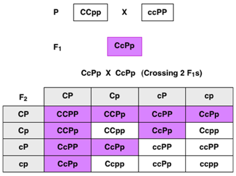 <p>Different genes that interact with each other in such a way that both are required to produce a particular trait or phenotype.</p><p>The picture attached outlines an example of a cross test for a ______ _______ pairing.</p>