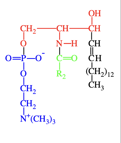 <p><span>Sphingomyelins are sphingolipids with a&nbsp;</span><strong>phosphocholine</strong><span>&nbsp;head group. They resemble phosphatidylcholines in structure and have&nbsp;</span><strong>no net charge</strong><span>&nbsp;on their head group. They are abundant in&nbsp;</span><strong>plasma membranes of animal cells</strong><span>, especially in&nbsp;</span><strong>myelin sheaths</strong><span>&nbsp;that insulate neuron axons.</span></p>