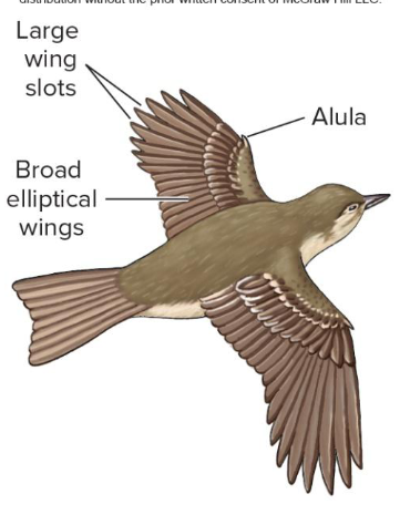 <p>What are these kinds of wings for?</p>