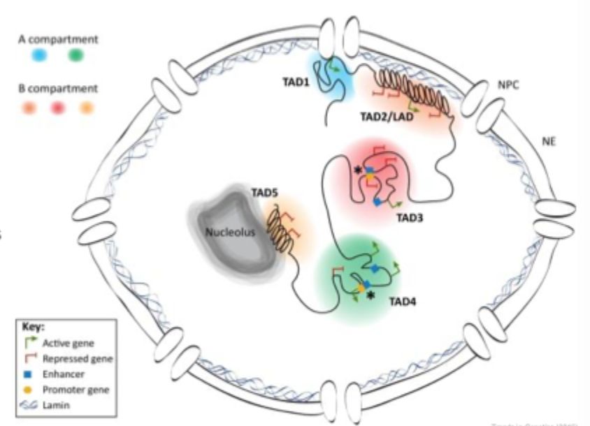 <p>Segregation of chromatin into active and inactive domains </p><p>Units are termed TAD’s </p>