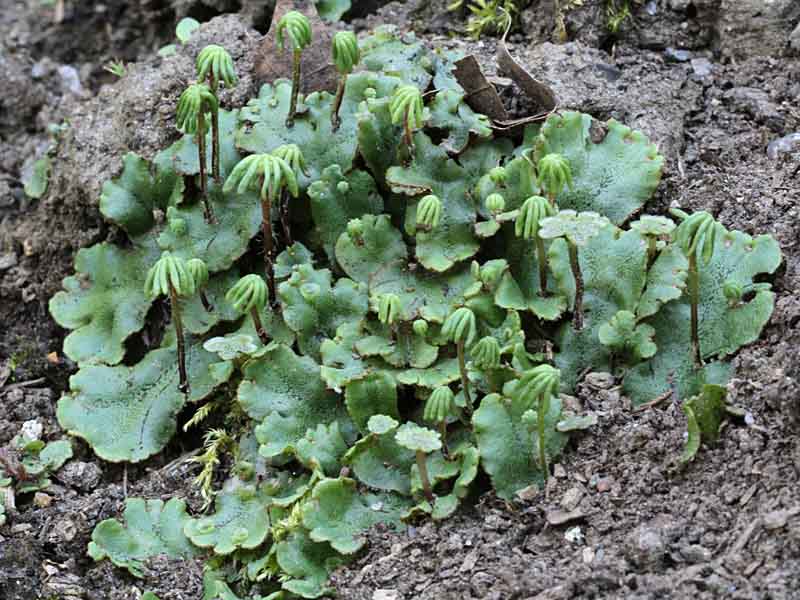 <p>Liverworts</p>