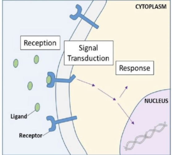 <p>transmembrane receptors </p>