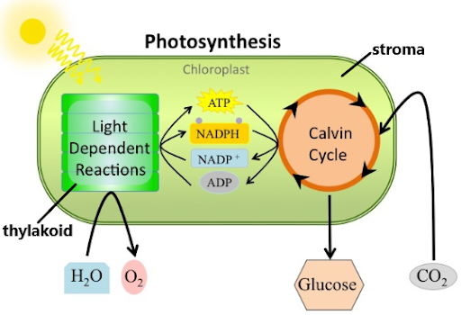 <p><strong>Where:</strong> In the stroma of the chloroplast</p><p></p><p><strong>What happens?</strong></p><p>ATP is used make glucose</p>