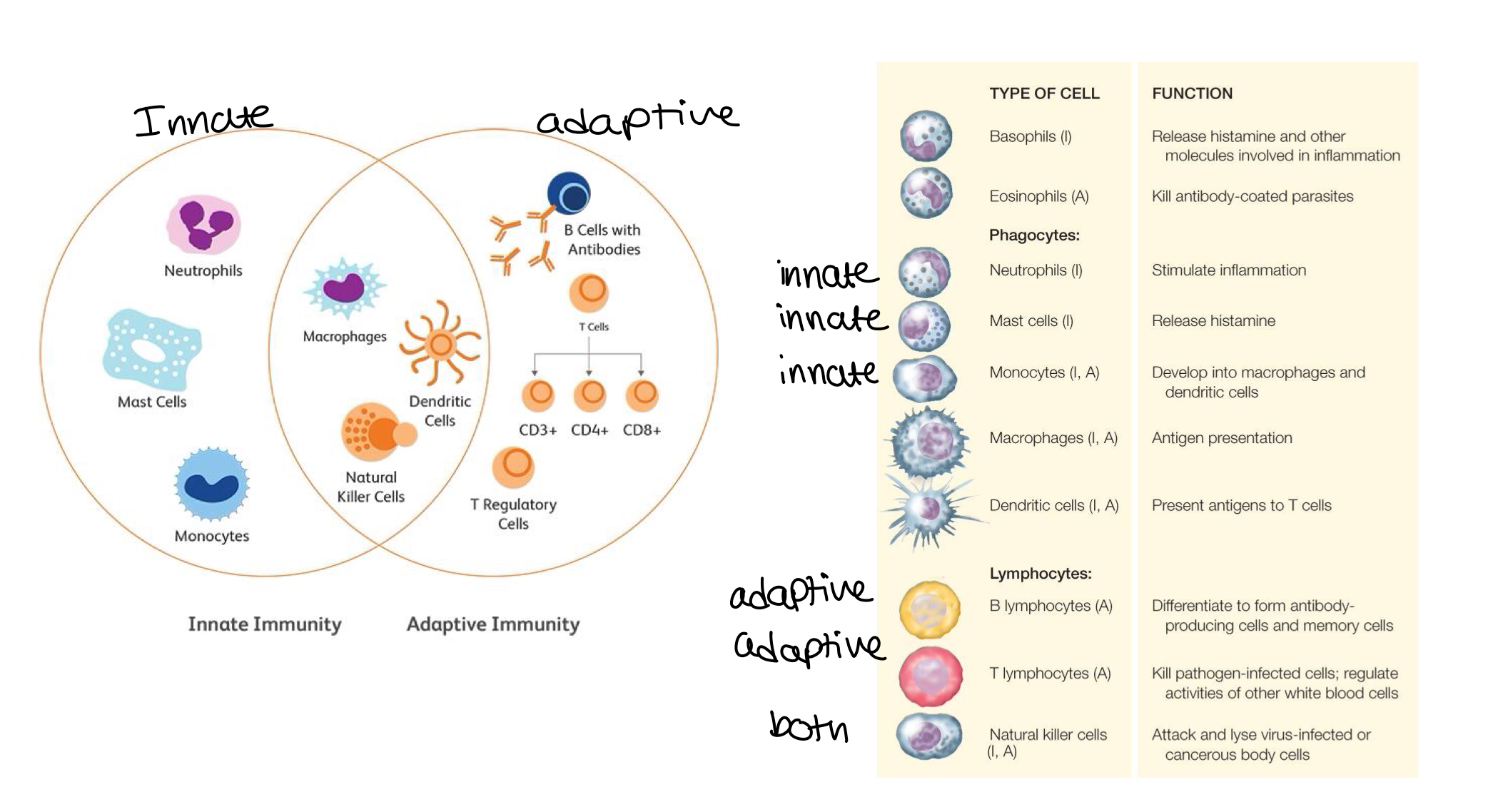 knowt flashcard image