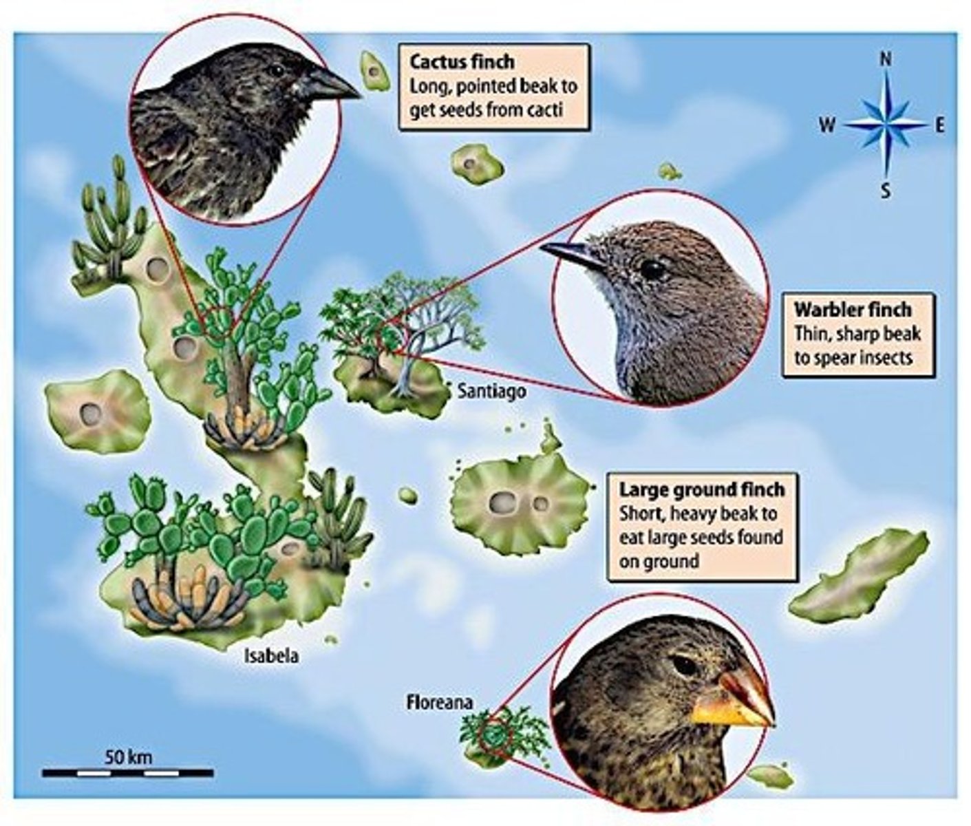 <p>Location where Darwin observed diverse species.</p>