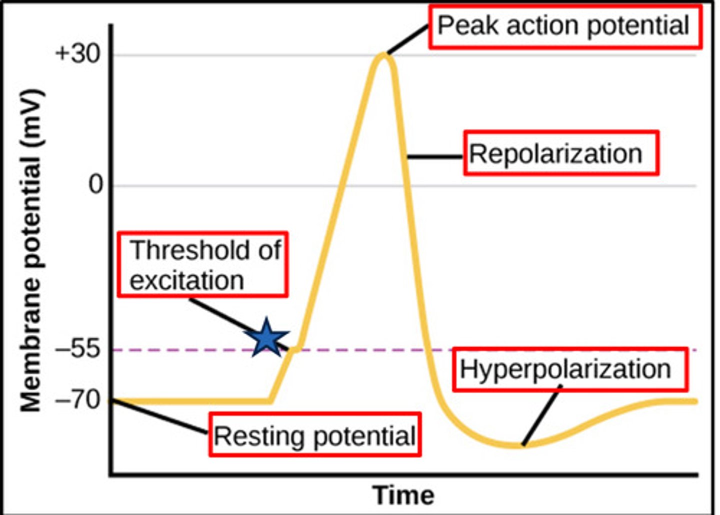 <p>when depolarization reaches -55 mV, voltage gated Na+ channels open, generating an all or nothing action potential. If threshold isn't reaches no action potential fires</p>
