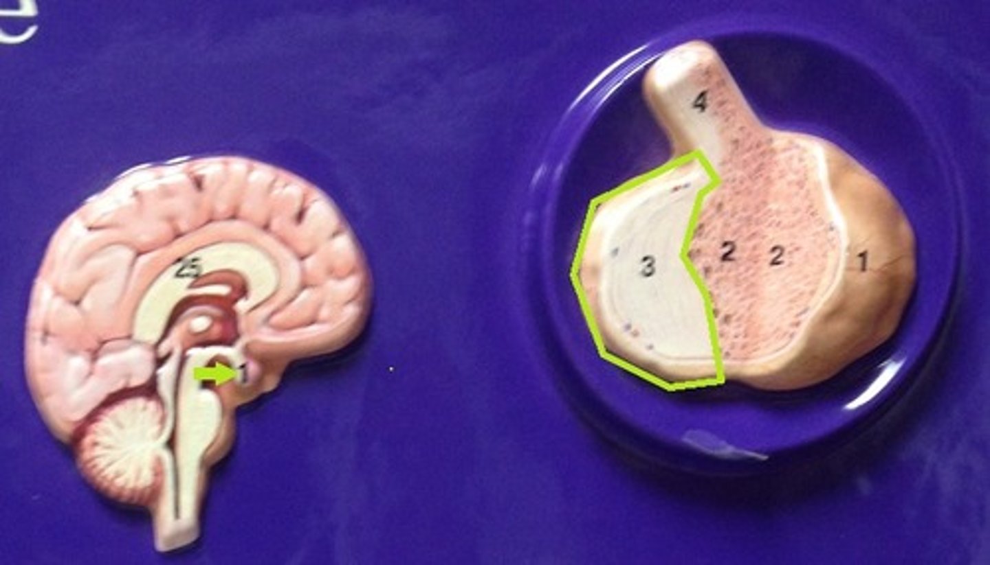 <p>Identify the portion of the gland.</p>