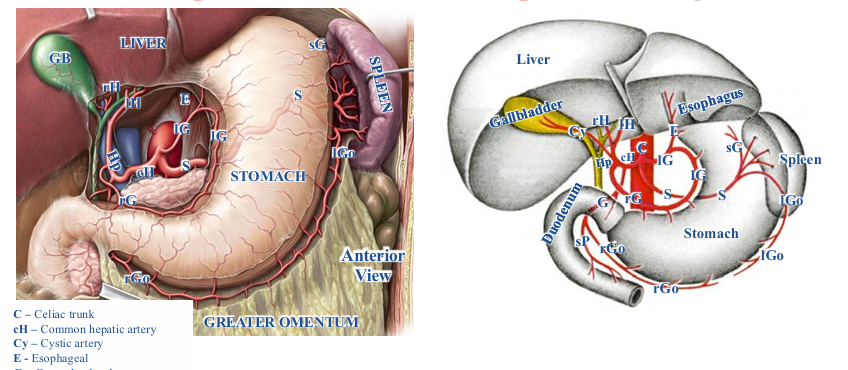 <p>-intraperitoneal organs supplied by arteries that must go through a mesentery</p><p>-greater curvature- supplied by right and left gastro-omental arteries, branches of the gastroduodenal and splenic arteries respectively; right and left gastro-omental arteries go through greater omentum</p><p>-lesser curvature- supplied by right and left gastric arteries, branches of hepatic artery proper and celiac trunk; go through hepatogastric part of lesser omentum</p><p>-fundus- supplied by short gastric arteries, branches of splenic artery; go through the gastrosplenic ligament</p>