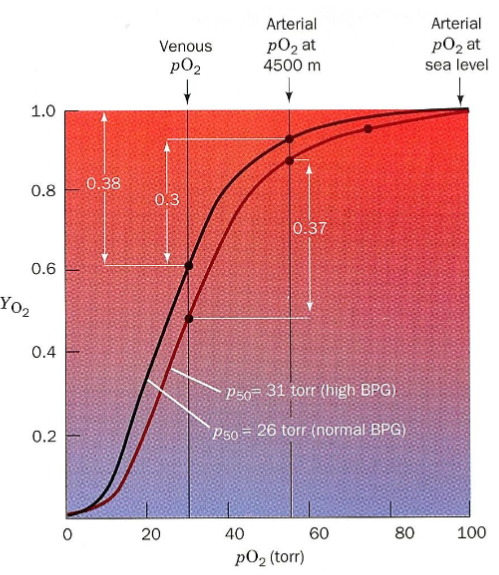 <p>decreased affinity and increased p50 with increased [BPG]</p><p>has consequences in high altitude and fetal Hb</p>