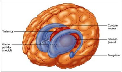 <p>information form environment first goes to cortex</p><p>can be divided into several nuclei with distinct outputs and inputs </p>