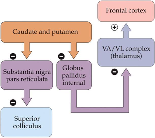 <ul><li><p>inhibitory neurons of the striatum synapse onto inhibitory neurons of the GP and the SN</p><ul><li><p>inhibition of inhibition → activation (disinhibition)</p></li></ul></li><li><p>loop originates and ends in the cortex</p></li><li><p>GP and SN have high spontaneous firing to prevent unwanted movements</p></li><li><p>when striatum is activated, it inhibits the inhibitory neurons of the GP and SN → induces activation of thalamus and superior colliculus → initiation of movement</p></li></ul><p></p>