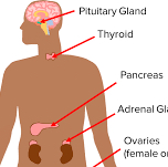 <p>Thyroid</p>