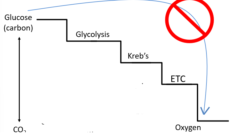 <p>Important Step-Wise harvest in Energy </p>