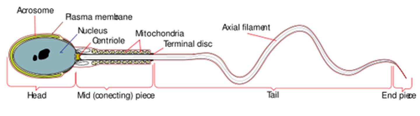 <p>flagellum; propel the sperm forward/provide mobility</p>