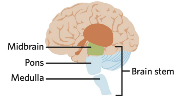 an extension of the spinal cord that is made up of the medulla, pons, and midbrain 