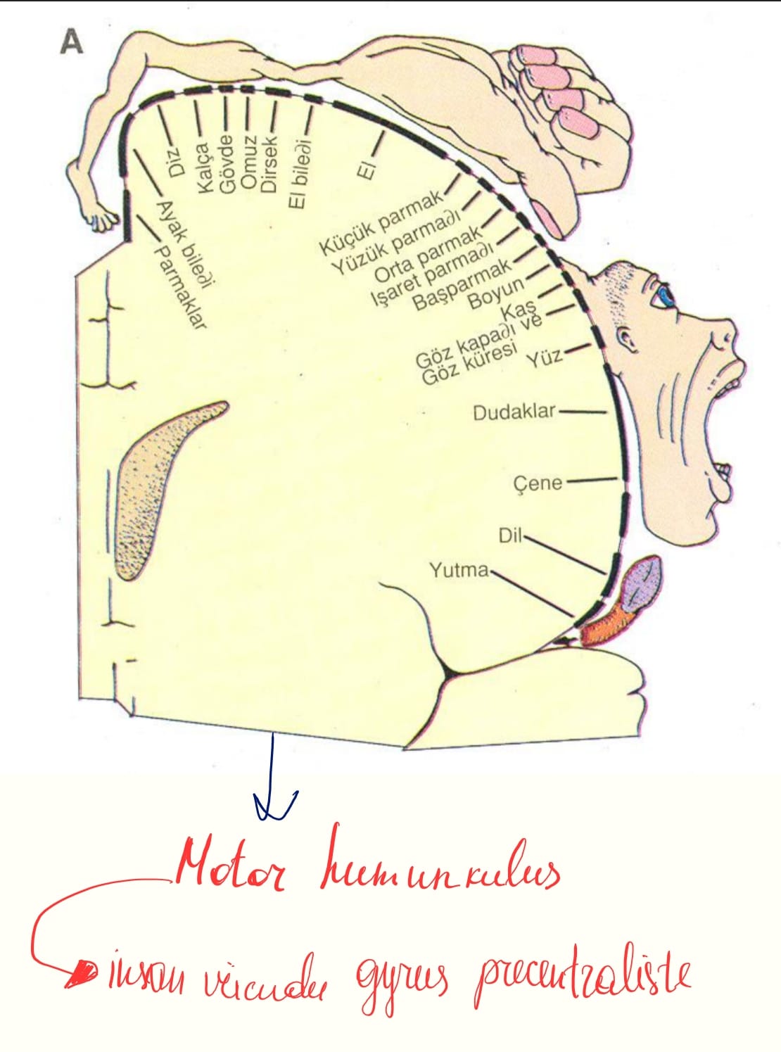 knowt flashcard image