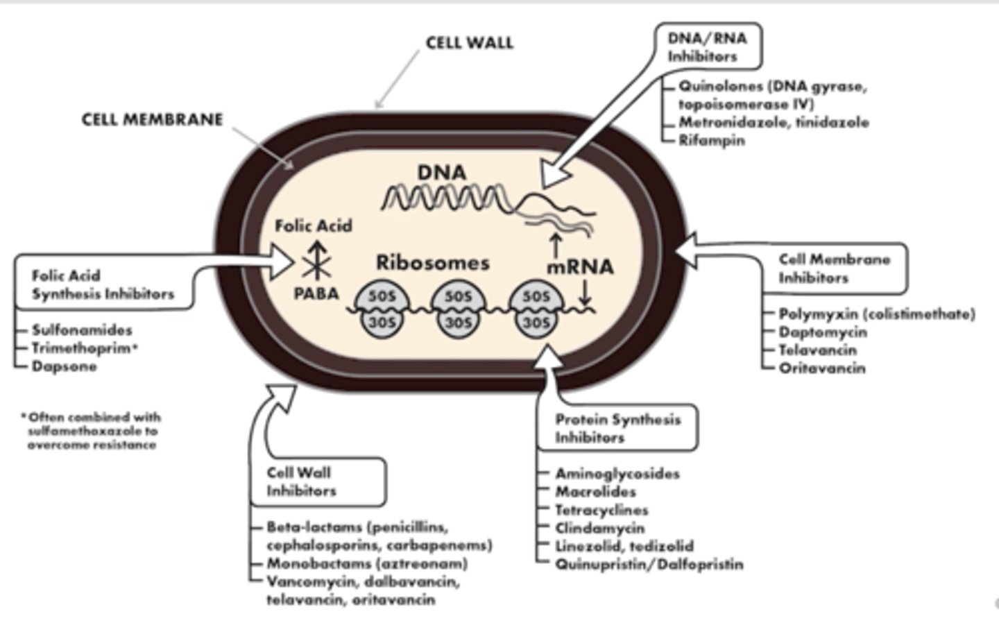 <p>1. Cell Wall Inhibitors</p><p>=</p><p>+ Beta lactams (penicillins, cephalasporins, carbapenems)</p><p>+ Monobactams (Aztreonam)</p><p>+ Vancymycin, dalbavancin, televancin, oritavancin </p><p>2. Protein Synthesis Inhibitors</p><p>+ Aminoglycosides</p><p>+ Macrolides</p><p>+ Tetracyclines</p><p>+ Clindamycin</p><p>+ Linezolid, tedizolid</p><p>+ Quinupristin/Dalfopristin</p><p>3. Folic Acid Synthesis Inhibitors </p><p>+ Sulfonamides</p><p>+ Trimethoprim (added with sulfamethoxazole to overcome resistance = Bactrim)</p><p>+ Dapsone</p><p>4. Cell Membrane Inhibitors</p><p>+ Polymiyxins</p><p>+ Daptomycin</p><p>+ telavancin</p><p>+ Oritavancin</p><p>5. DNA/RNA Inhibitors</p><p>+ Quinolones (DNA gyrase, topoiomerase IV) </p><p>+ Metronidazole, trinidazole</p><p>+ Rifampin</p>