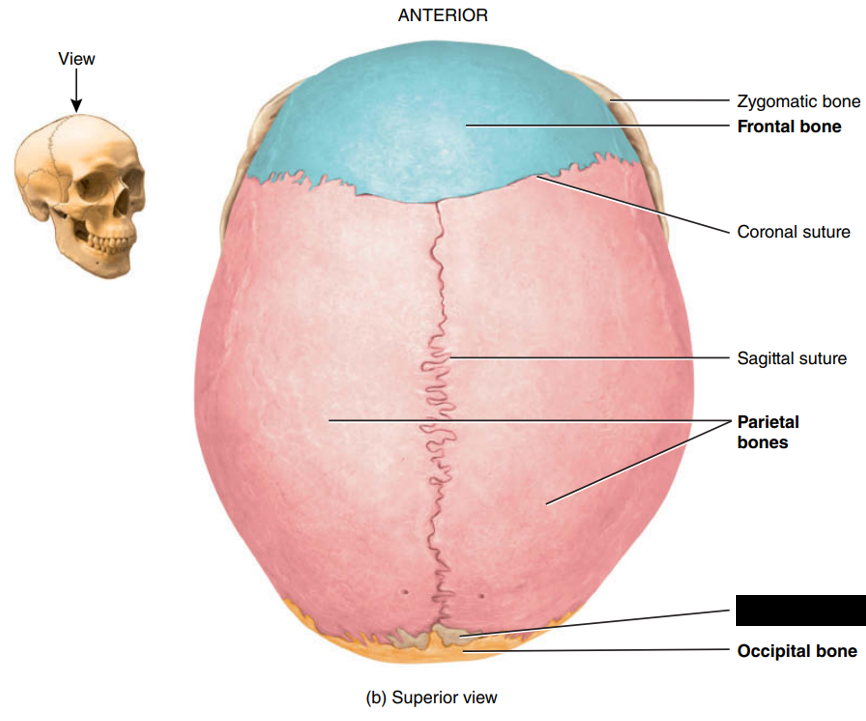 <p>State and identify what part of the cranial bone is being pointed out and censored. </p>
