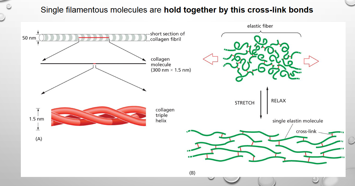 <p>cross-link bonds</p>