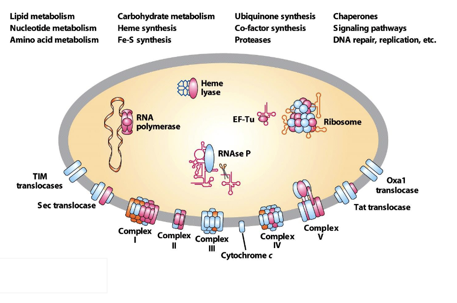 <ul><li><p>Mitochondria have their own ribosomes</p><ul><li><p>they have sequence similarity to those in bacteria</p></li></ul></li><li><p>all proteins coded in the mitochondria stay in this organelle</p></li></ul><p></p>