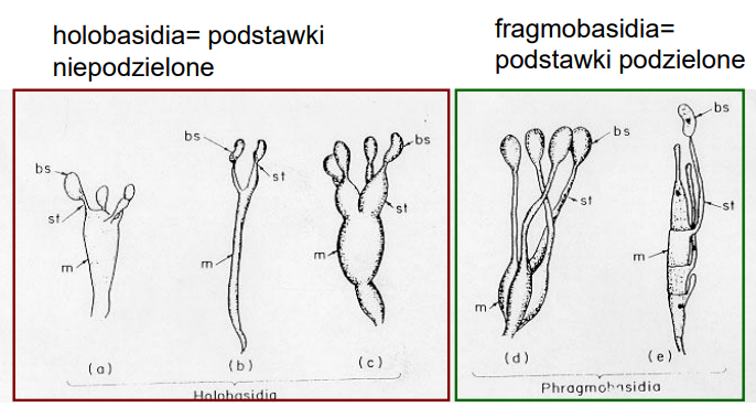 <p>-holobasidia (niepodzielne)<br>-fragmobasidia (podzielne, np. u rdzy)</p>