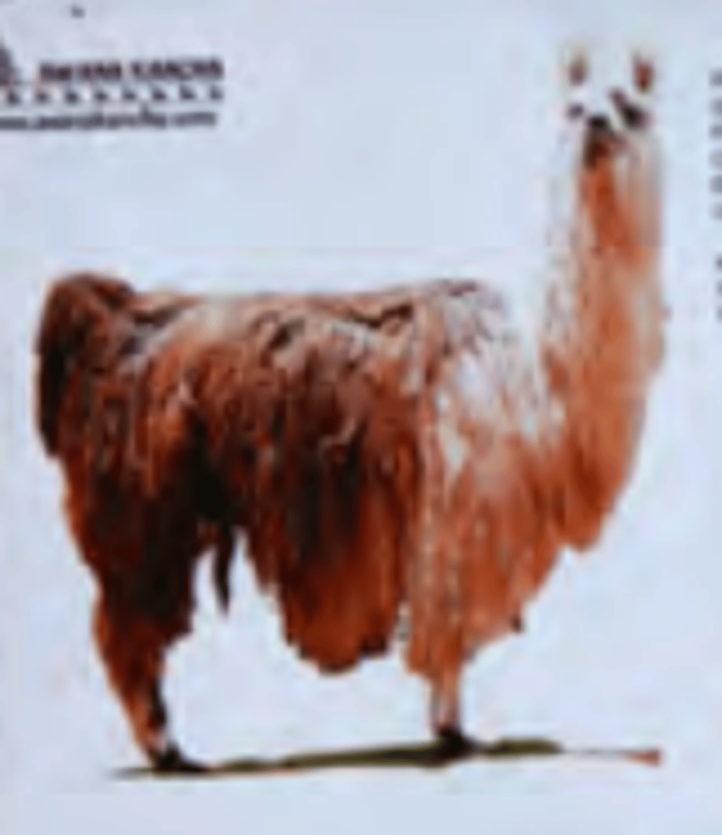 <p>The wooly llama or Llama Ch'aku, very long fibers/hair</p>