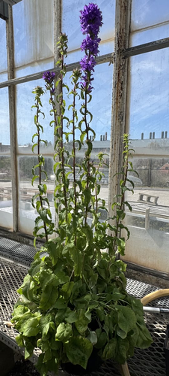 <p>What is the common name for this plant?</p>