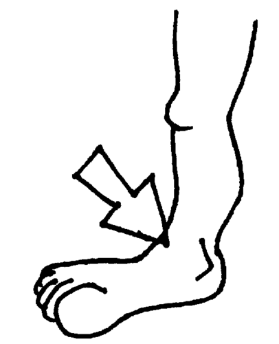 <p>ankle</p>