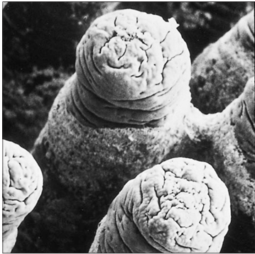 <p>Identify the structure:</p><p>Specie:</p><p>Stain used:</p>