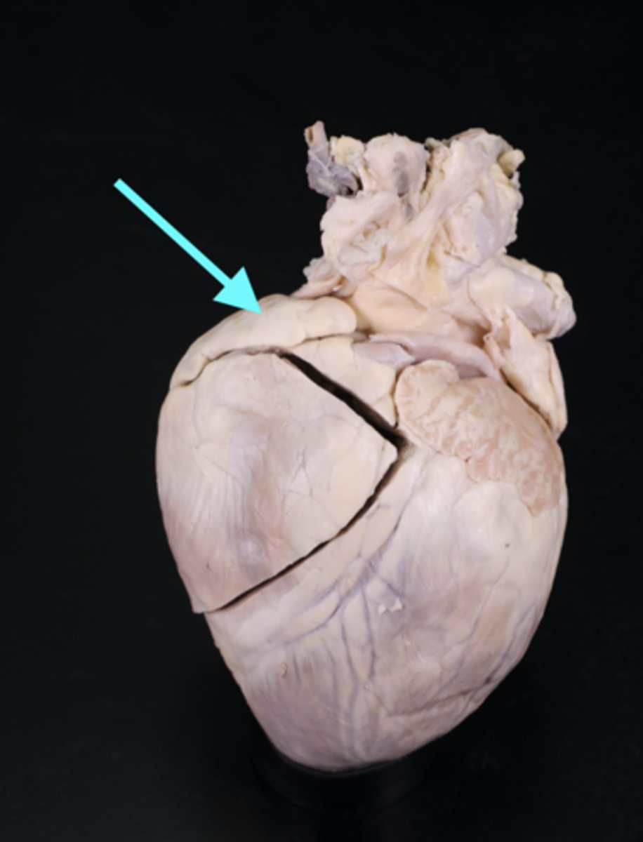 <p>lumpy and wrinkled flap of the atria</p>