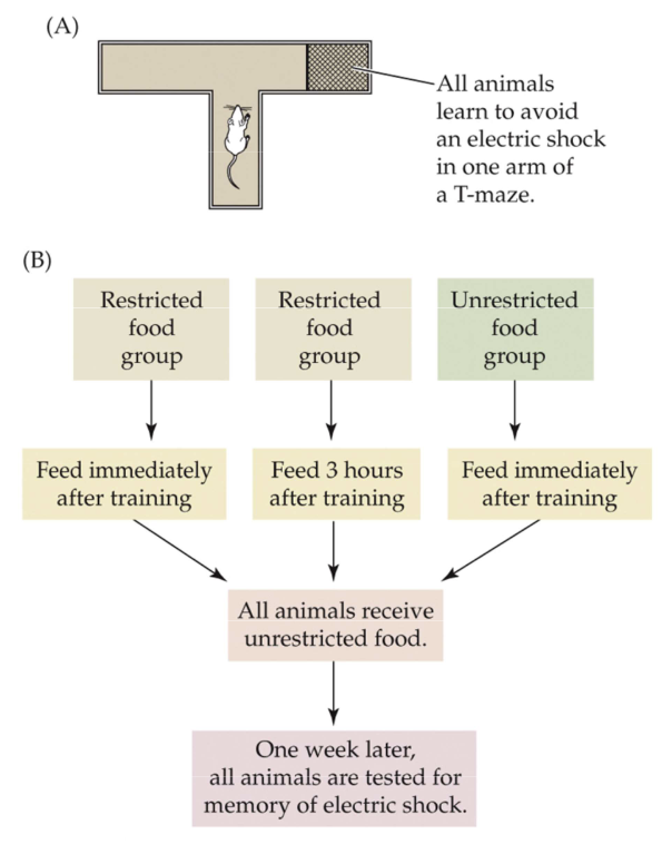 <p>Fig. 12.36: CCK enhances memory in mice</p>